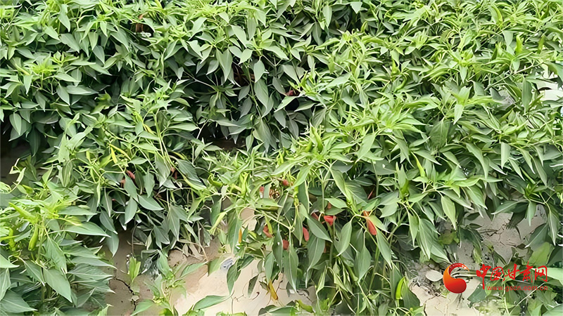 酒泉玉門：火紅辣椒喜豐收 紅火日子有奔頭